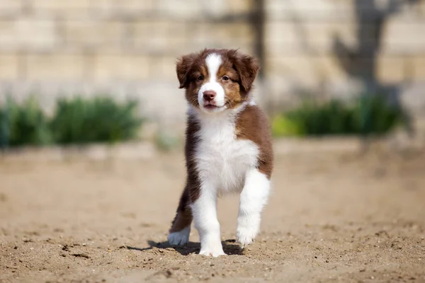 Little Cute Australian Shepherd Puppy — Stock Photo, Image