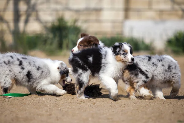 Amerikanska Shepherd Valpar Utomhus — Stockfoto