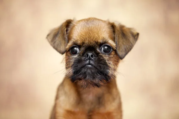 Junger Brüsseler Gänsehund Studio Stockbild