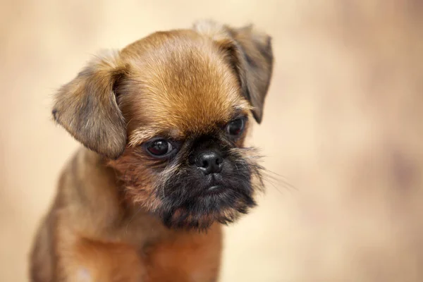 Junger Brüsseler Gänsehund Studio Stockbild