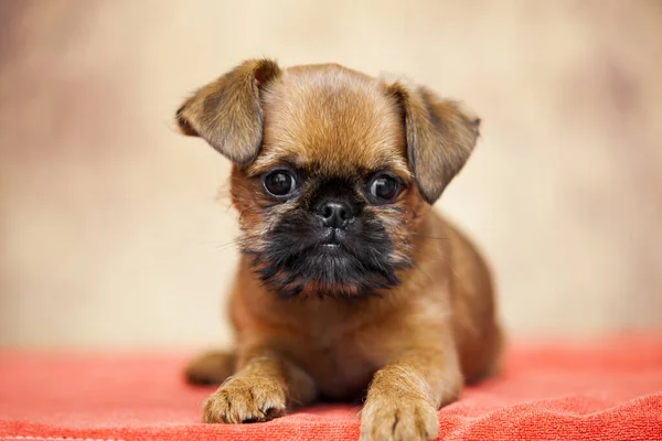 Junger Brüsseler Gänsehund Studio lizenzfreie Stockbilder