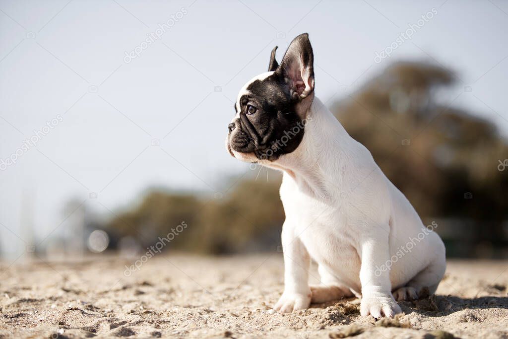 Cute French Bulldog dog outdoor