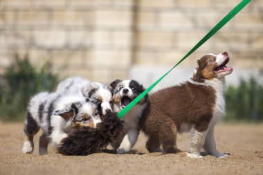 Amerikan çoban köpekleri açık havada