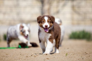 Küçük şirin Avustralya çoban köpeği.