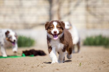 Küçük şirin Avustralya çoban köpeği.