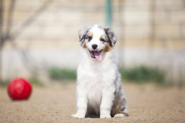 Küçük şirin Avustralya çoban köpeği.