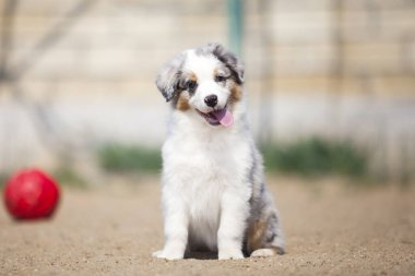 Küçük şirin Avustralya çoban köpeği.