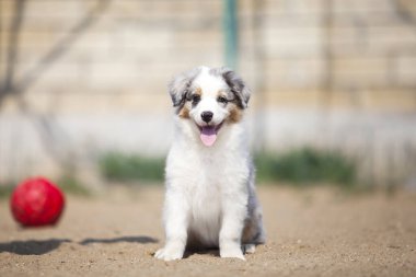 Küçük şirin Avustralya çoban köpeği.