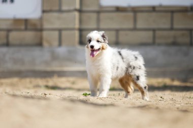 Küçük şirin Avustralya çoban köpeği.
