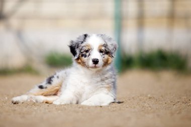 Küçük şirin Avustralya çoban köpeği.