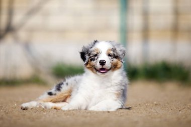 Küçük şirin Avustralya çoban köpeği.