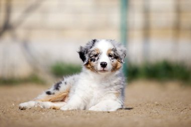 Küçük şirin Avustralya çoban köpeği.