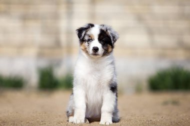 Küçük şirin Avustralya çoban köpeği.