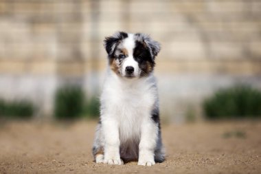 Küçük şirin Avustralya çoban köpeği.