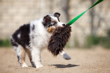 Küçük şirin Avustralya çoban köpeği.