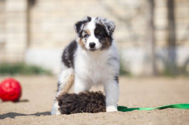 Küçük şirin Avustralya çoban köpeği.