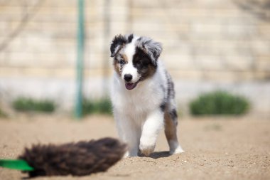 Küçük şirin Avustralya çoban köpeği.