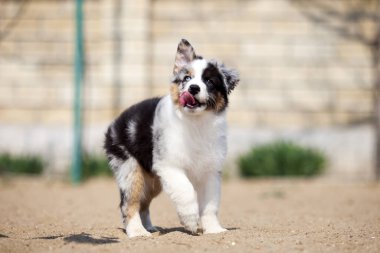 Küçük şirin Avustralya çoban köpeği.