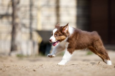 Küçük şirin Avustralya çoban köpeği.