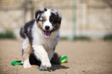 Küçük şirin Avustralya çoban köpeği.