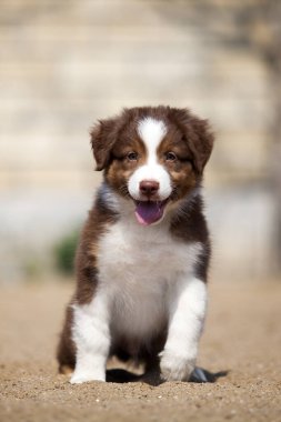 Küçük şirin Avustralya çoban köpeği.