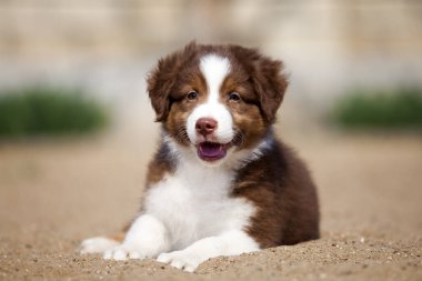 Küçük şirin Avustralya çoban köpeği.