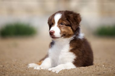 Küçük şirin Avustralya çoban köpeği.