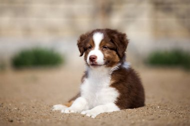 Küçük şirin Avustralya çoban köpeği.