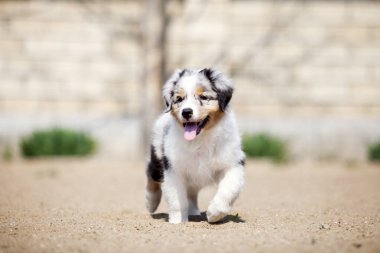 Küçük şirin Avustralya çoban köpeği.