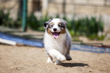 Küçük şirin Avustralya çoban köpeği.
