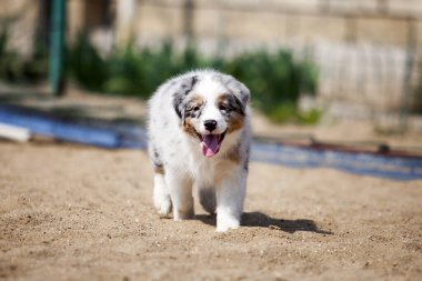 Küçük şirin Avustralya çoban köpeği.