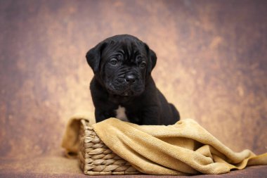 Şirin baston Corso Köpek Stüdyosu
