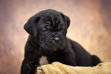 Şirin baston Corso Köpek Stüdyosu