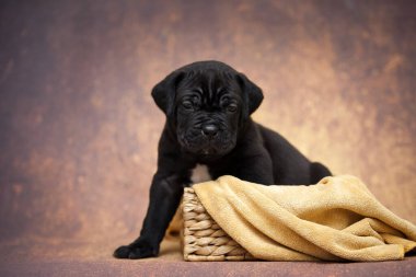 Şirin baston Corso Köpek Stüdyosu