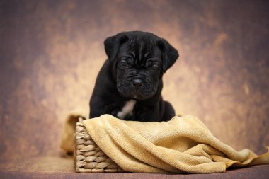 Şirin baston Corso Köpek Stüdyosu