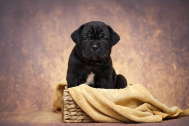 Şirin baston Corso Köpek Stüdyosu
