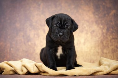 Şirin baston Corso Köpek Stüdyosu