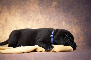 Şirin baston Corso Köpek Stüdyosu