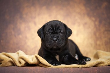 Şirin baston Corso Köpek Stüdyosu