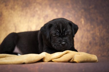 Şirin baston Corso Köpek Stüdyosu