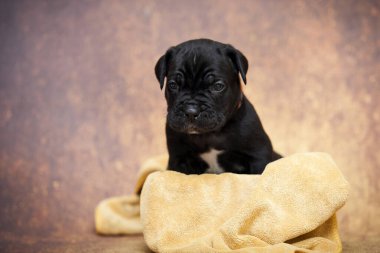 Şirin baston Corso Köpek Stüdyosu