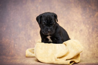 Şirin baston Corso Köpek Stüdyosu