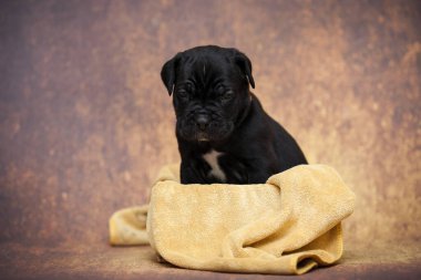 Şirin baston Corso Köpek Stüdyosu