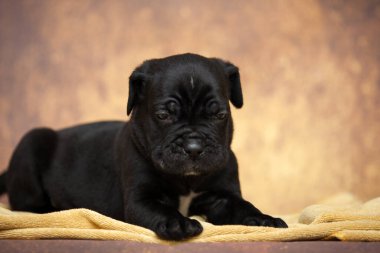 Şirin baston Corso Köpek Stüdyosu