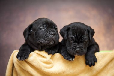 Şirin, küçük siyah köpek yavruları.