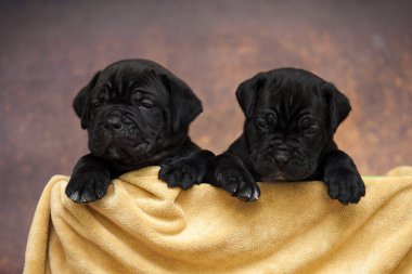 Şirin, küçük siyah köpek yavruları.