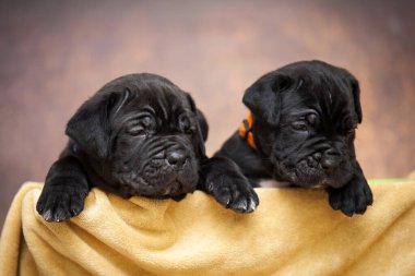 Şirin, küçük siyah köpek yavruları.