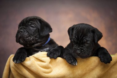 Şirin, küçük siyah köpek yavruları.