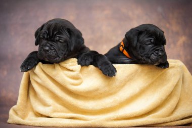 Şirin, küçük siyah köpek yavruları.