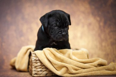Şirin baston Corso Köpek Stüdyosu